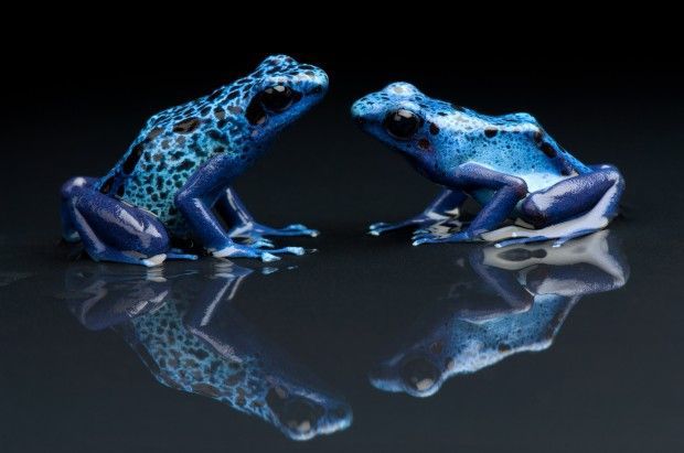 Blue poison dart frog